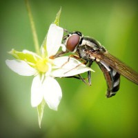 /album/woodbthumpmislya/photolia-a02-jpg/