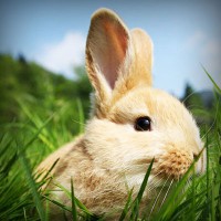 /album/woodbthumpmislya/photolia-a03-jpg/